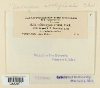 Uromyces asclepiadis image