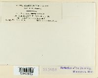 Uromyces asclepiadis image