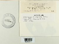 Uromyces asclepiadis image