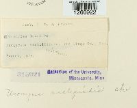 Uromyces asclepiadis image