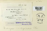 Uromyces asclepiadis image