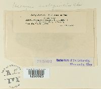 Uromyces asclepiadis image