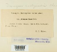 Uromyces asclepiadis image