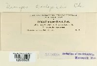 Uromyces asclepiadis image