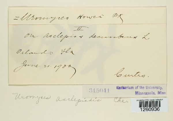 Uromyces asclepiadis image