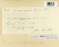 Uromyces asclepiadis image