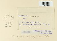 Uromyces asclepiadis image