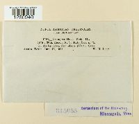 Uromyces asclepiadis image