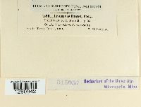 Uromyces asclepiadis image