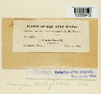 Uromyces asclepiadis image