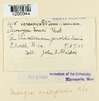 Uromyces asclepiadis image