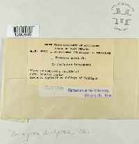 Uromyces asclepiadis image