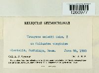 Uromyces ari-triphylli image