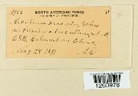 Uromyces ari-triphylli image