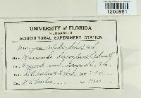 Uromyces ari-triphylli image