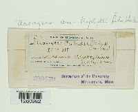 Uromyces ari-triphylli image