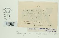 Uromyces ari-triphylli image