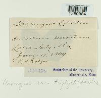 Uromyces ari-triphylli image