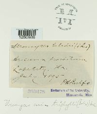 Uromyces ari-triphylli image