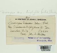 Uromyces ari-triphylli image