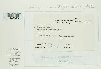 Uromyces ari-triphylli image