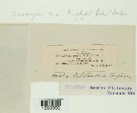 Uromyces ari-triphylli image