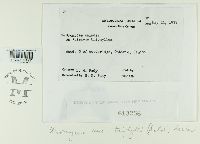 Uromyces ari-triphylli image