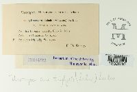 Uromyces ari-triphylli image