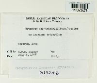 Uromyces ari-triphylli image