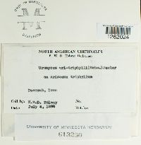 Uromyces ari-triphylli image