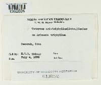 Uromyces ari-triphylli image