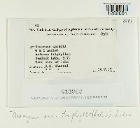 Uromyces ari-triphylli image