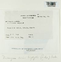 Uromyces ari-triphylli image