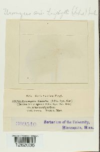 Uromyces ari-triphylli image