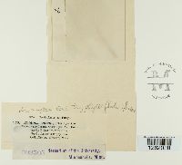 Uromyces ari-triphylli image