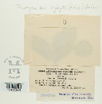 Uromyces ari-triphylli image