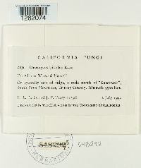 Uromyces bicolor image