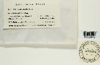 Uromyces bicolor image