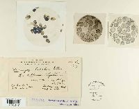 Uromyces bicolor image