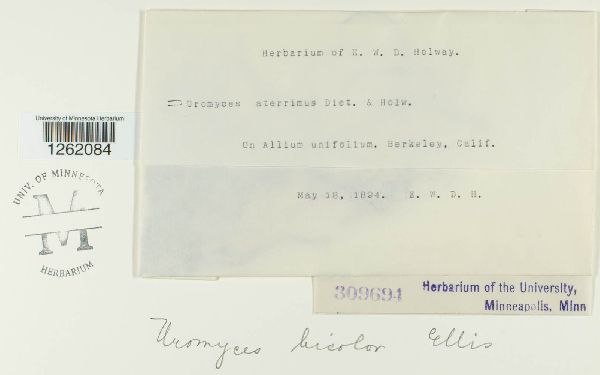 Uromyces bicolor image