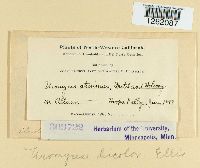 Uromyces bicolor image