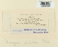 Uromyces bicolor image