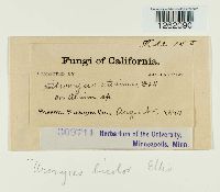 Uromyces bicolor image