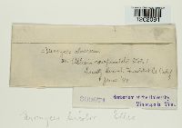 Uromyces bicolor image