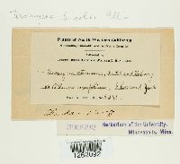 Uromyces bicolor image