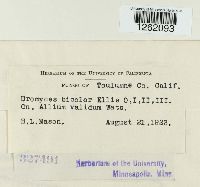 Uromyces bicolor image