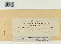 Pileolaria brevipes image