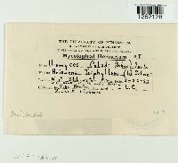 Uromyces caladii image