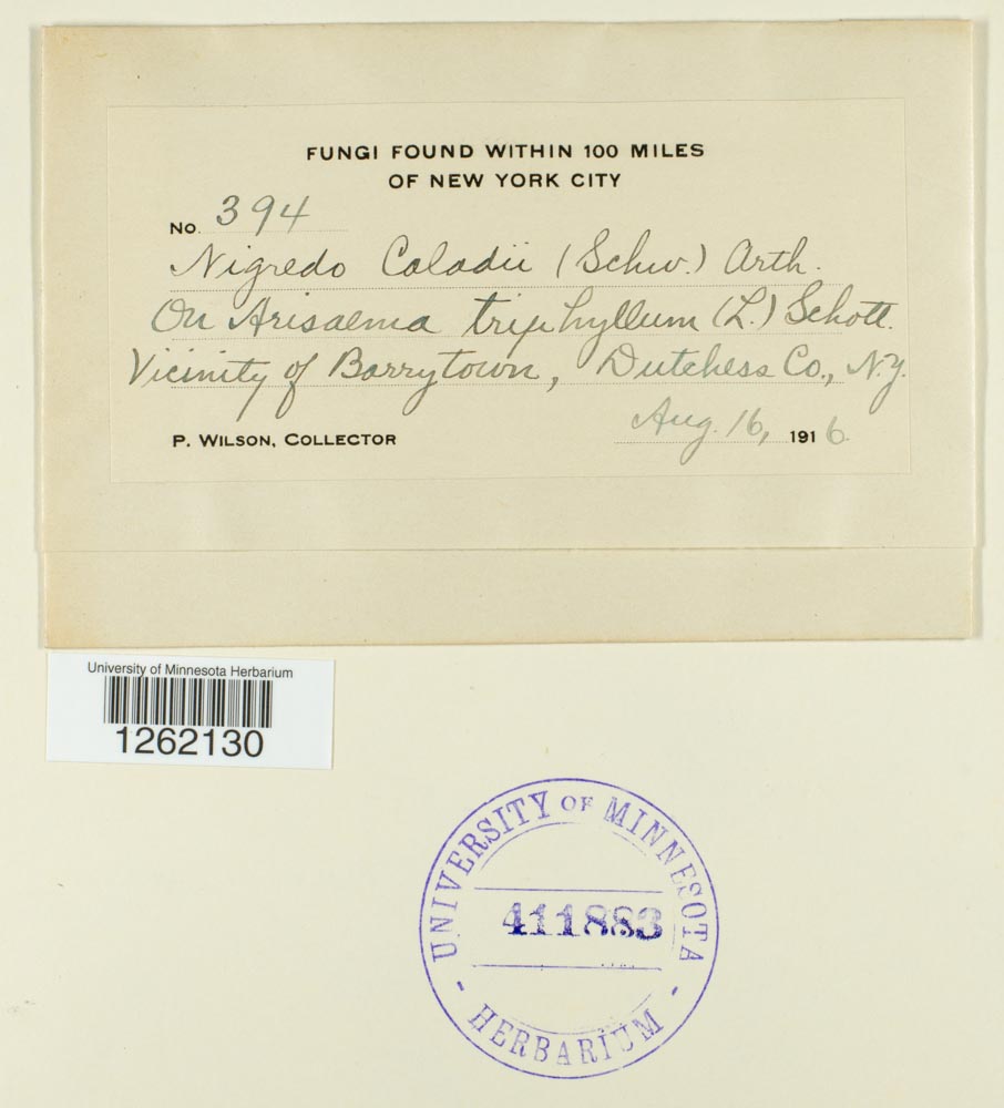 Uromyces caladii image