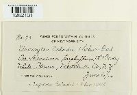 Uromyces caladii image